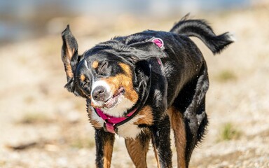 Domestic tricolor dog shaking its head