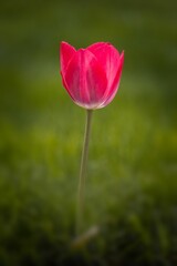 Obraz premium Vertical shot of a single pink tulip stands out against a lush green field