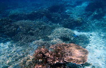 Naklejka na ściany i meble Underwater coral landscape, Yenbuba Island, Raja Ampat, South West Papua, Indonesia