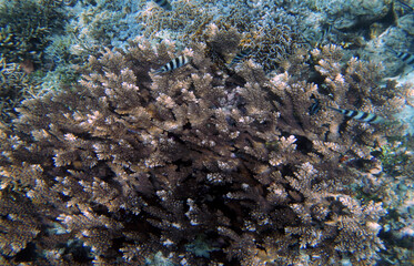 Underwater coral landscape, Yenbuba Island, Raja Ampat, South West Papua, Indonesia
