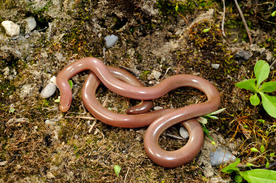 European blind snake // Europ&auml;ische Wurmschlange , Bl&ouml;dauge (Xerotyphlops vermicularis)