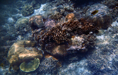 Fototapeta na wymiar Underwater coral landscape, Yenbuba Island, Raja Ampat, South West Papua, Indonesia