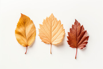 Top view of three dry autumn leaves on white background.