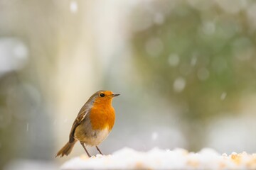 Closeup of a robin bird with snow falling down on a blurred background