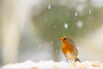 Closeup of a robin bird with snow falling down on a blurred background