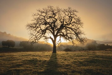 Majestic tree silhouetted against the backdrop of a beautiful setting sun.