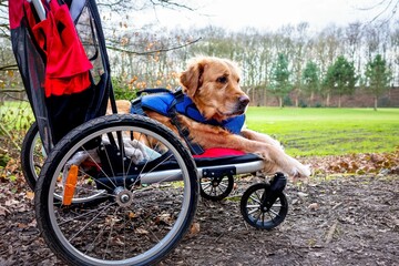 Golden retriever dog with injured legs being pushed around in a dog-specific buggy.