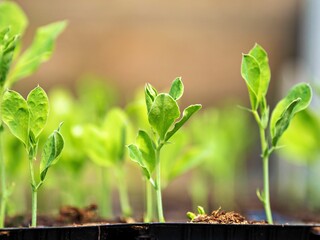 Closeup of early spring sweet pea plants, newly sprouted and growing in plastic pots in a greenhouse