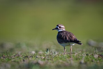 Closeup of a Killdeer plover (Charadrius vociferous) walking on lush green grass in a park