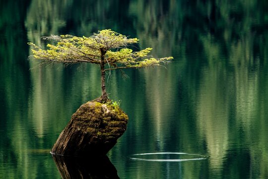 Solitary tree stands on a weathered tree stump in Fairy Lake, Port Renfrew, Vancouver Island, Canada