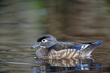 Female wood duck in a pond in Victoria, BC, Canada