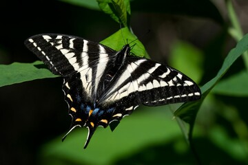 Closeup of a Tiger swallowtail butterfly in flight in Salt Spring Island, BC Canada