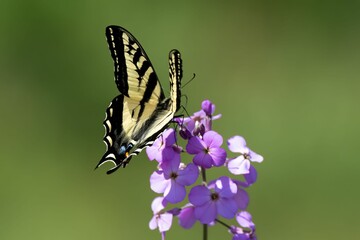 Closeup of a Tiger swallowtail butterfly on lilac flowers, Salt Spring Island, BC Canada