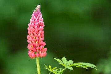 Closeup of a pink lupine perennial on Salt Spring Island, BC Canada