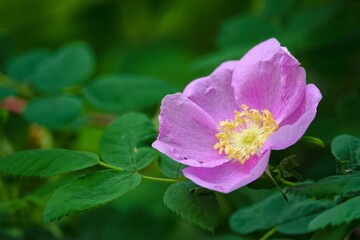 Closeup of a vibrant pink Nootka rose flower blooming amongst lush green foliage.