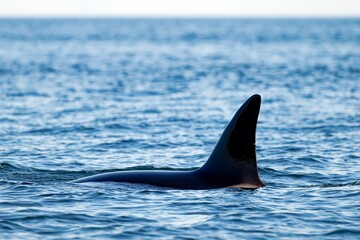 Southern resident killer whale gliding through tranquil waters of the ocean. Texada Island, Canada.