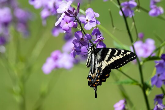 Closeup Of A Tiger Swallowtail Butterfly On Lilac Flowers, Salt Spring Island, BC Canada