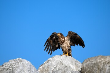 Majestic bald eagle perched on a rocky formation ear Parksville, Vancouver Island, BC Canada.