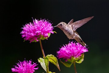 Female Anna's hummingbird flying through the air trying to eat nectar from a vibrant purple flower