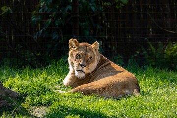 Naklejka na ściany i meble Beautiful lioness basking in the sun on a grassy field