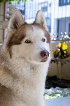 Brown And White Dog With Blue Eyes Gazing Off To The Left In A Cozy Room