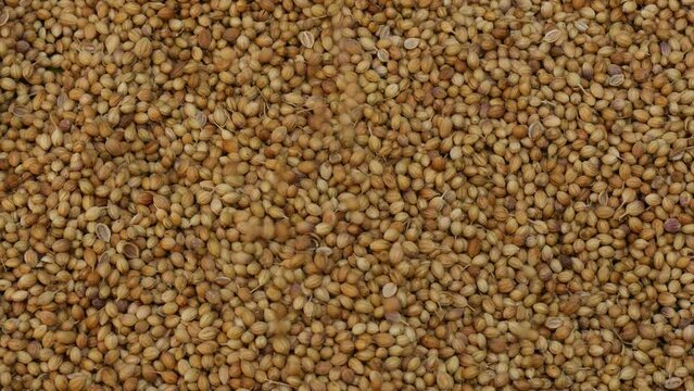 Dried whole coriander seeds. Coriandrum sativum 