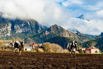 Group of cows stand in a lush green field surrounded by snow-capped mountains