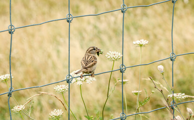 House sparrow (Passer domesticus) with an insect in its beak perched on a fence
