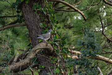 Pigeon sitting on a tree branch in the nature