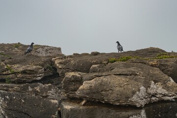 Pigeons perched atop a rocky outcropping on a grey, overcast day in the majestic mountains