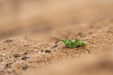 Closeup of a young plant growing through the sandy soil at the side of a rural dirt road - obrazy, fototapety, plakaty