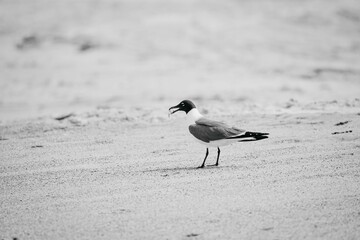 Closeup of a seagull on the beach in grayscale