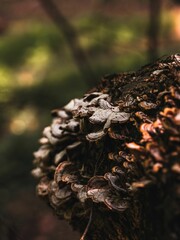 Closeup of mushrooms growing on a mossy tree  trunk in a forest