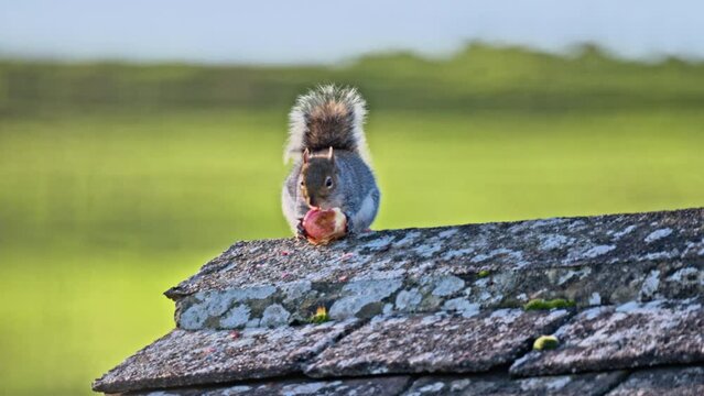 A squirrel eating an apple