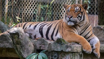 Beautiful Bengal tiger laying on a stone surface in a zoo habitat