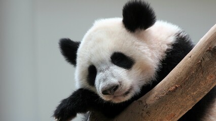 Adorable fluffy panda on a tree branch in a zoo