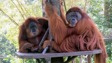 Large fluffy orange orangutans on a tree platform in a zoo habitat © Amir Z/Wirestock Creators
