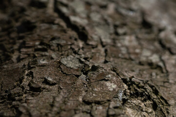 Closeup shot of an old tree bark texture