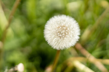 Closeup shot of dandelion seeds growing in a garden on blurred background