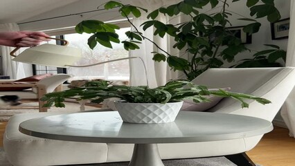 Person watering the potted plants in the living room with dogs in the background