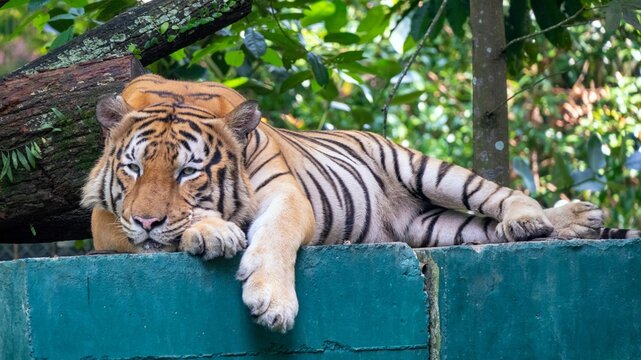 Beautiful Bengal tiger laying on a stone surface in a zoo habitat