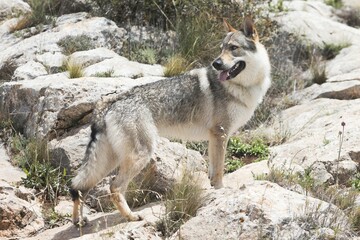 Cute adorable Czechoslovakian Wolfdog dog enjoying the weather in the park
