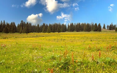 Picturesque landscape of lush, green trees and wildflowers against a backdrop of a cloudy sky