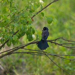 Black and blue bird perching on a branch of a tree