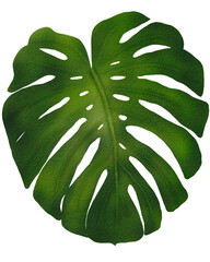 Monstera leaf