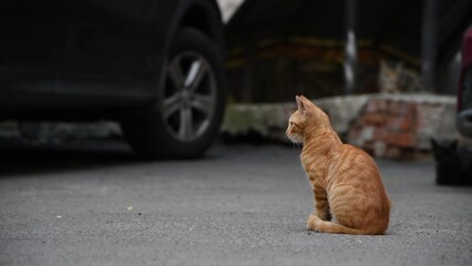 Young red alley cat sits in courtyard next to parked car. Copy space for your text. Soft focus. Real time handheld video. Homeless animals on city street theme.