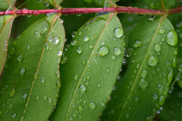 Background, pattern. Raindrops on green leaves of the large-flowered St. John's wort, Hypericum patulum.