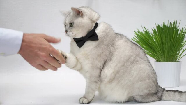 Cat in bow tie and man like Businessmen Shaking Hand and Paw, Business Deal, teamwork concept