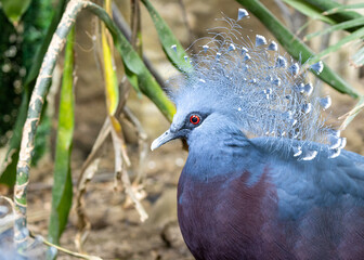 Victoria Crowned Pigeon (Goura victoria)