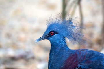 Victoria Crowned Pigeon (Goura victoria)